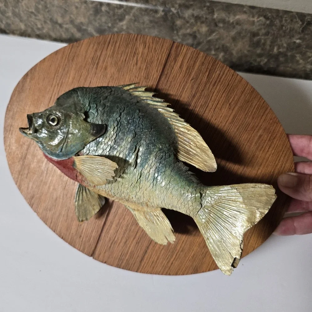 Big Vtg bluegill skin mount taxidermy fish home office cabin wildlife art decor